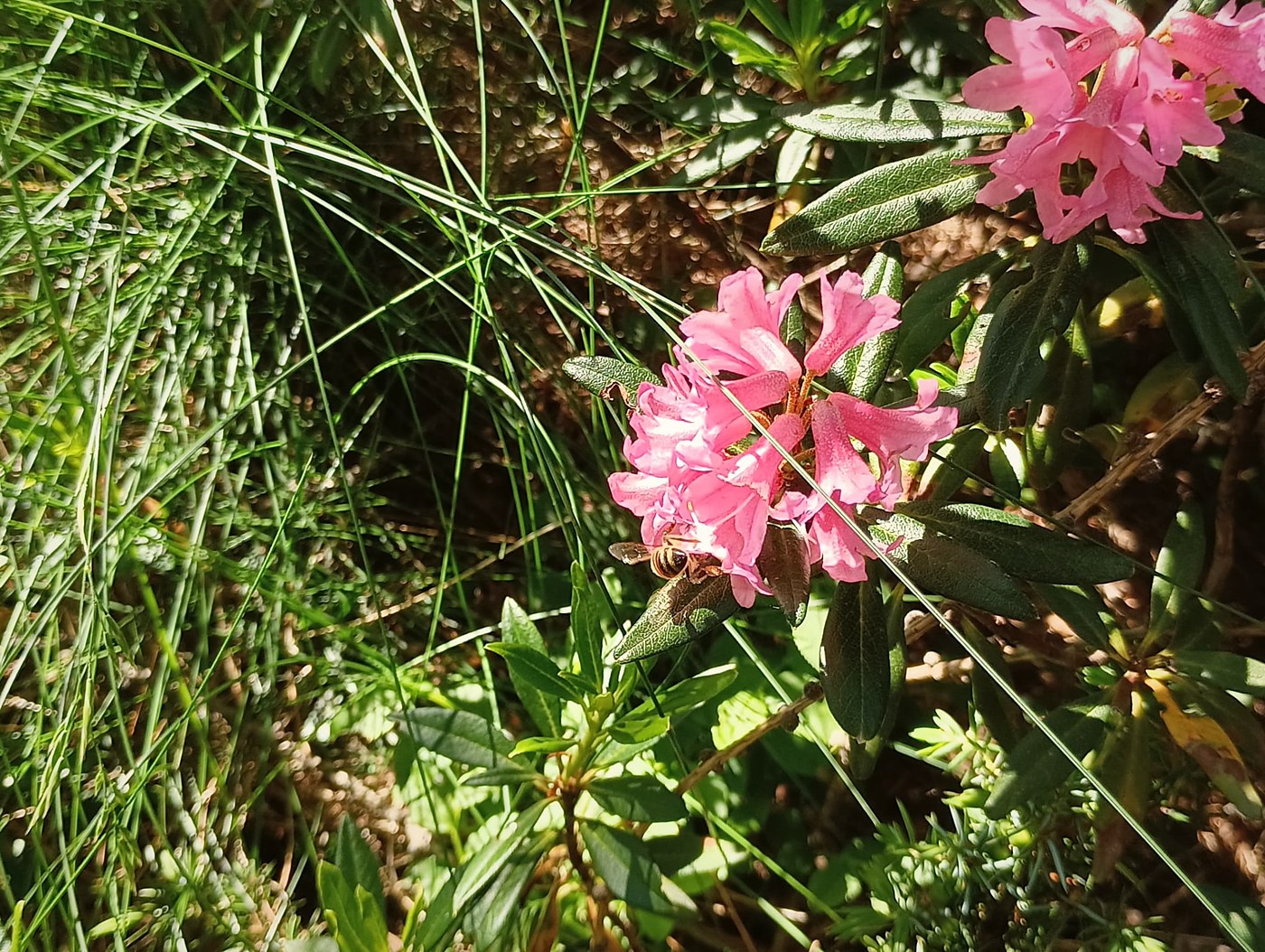 Ape posata su un fiore di rododendro rosa in alpeggio