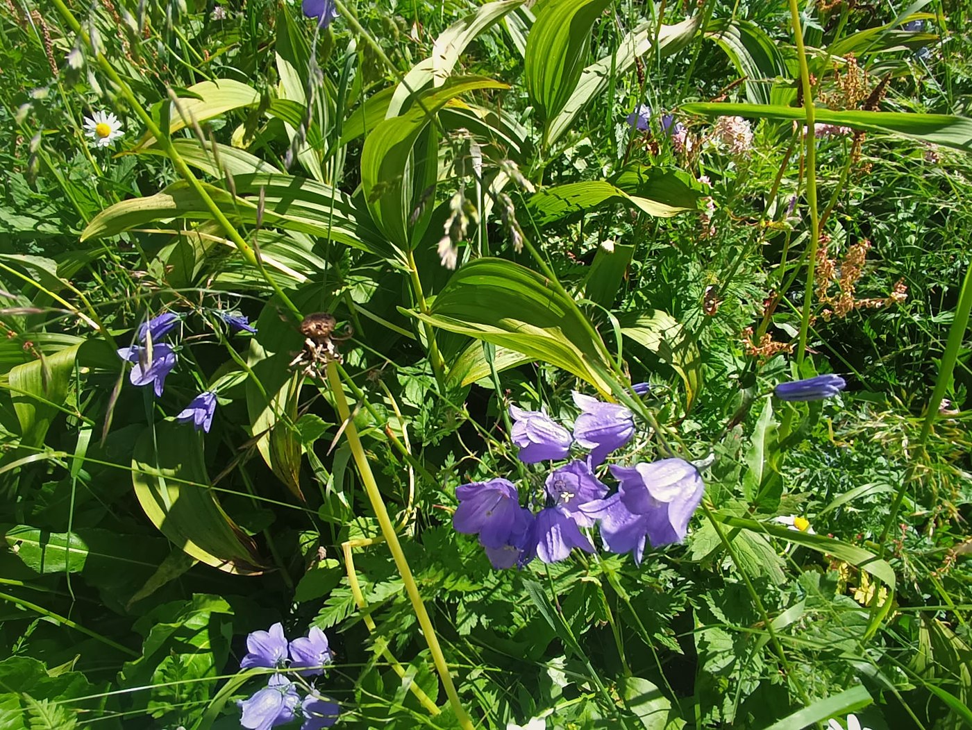 Campanule lilla e foglie di veratro in un prato di montagna