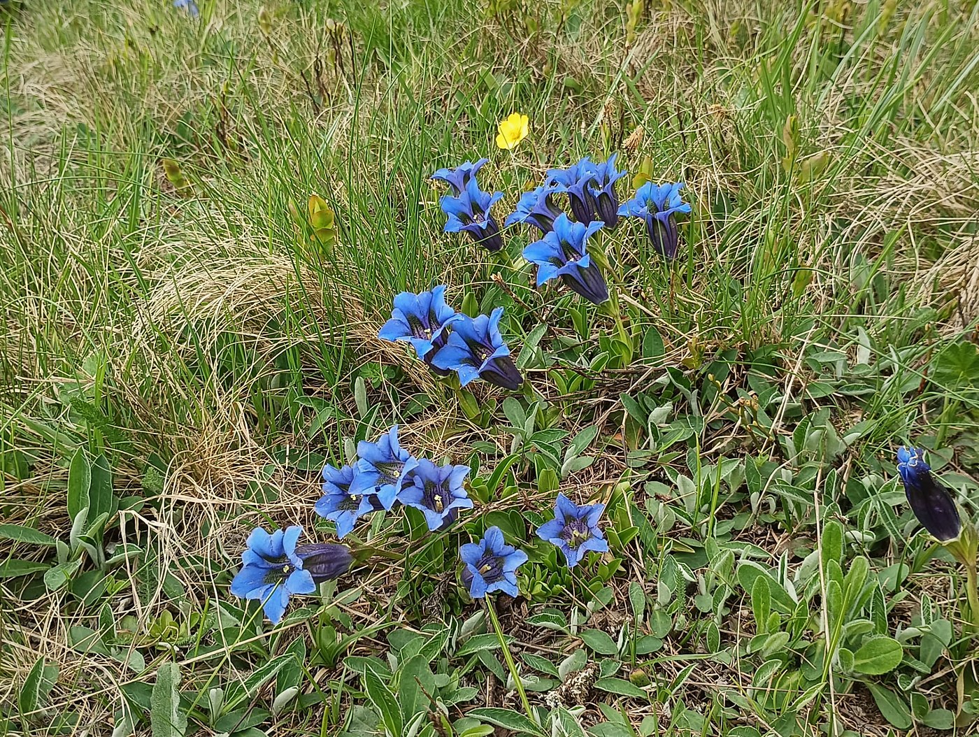 Ciuffi di genziane blu in un prato alpino