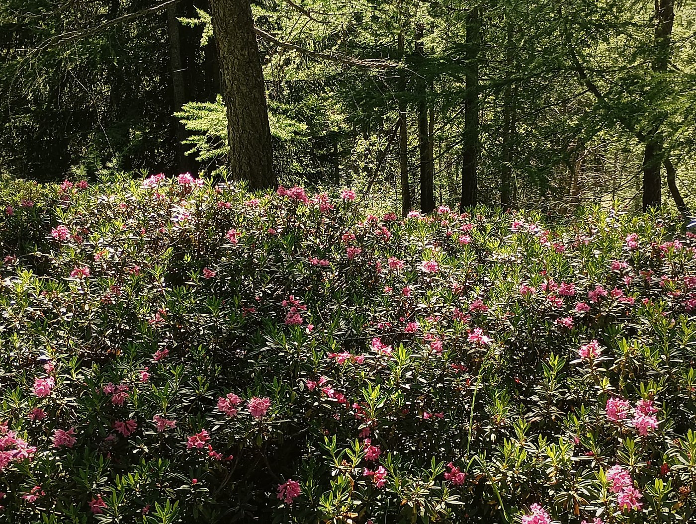 Cespuglio di rododendri in fiore davanti a un bosco di conifere