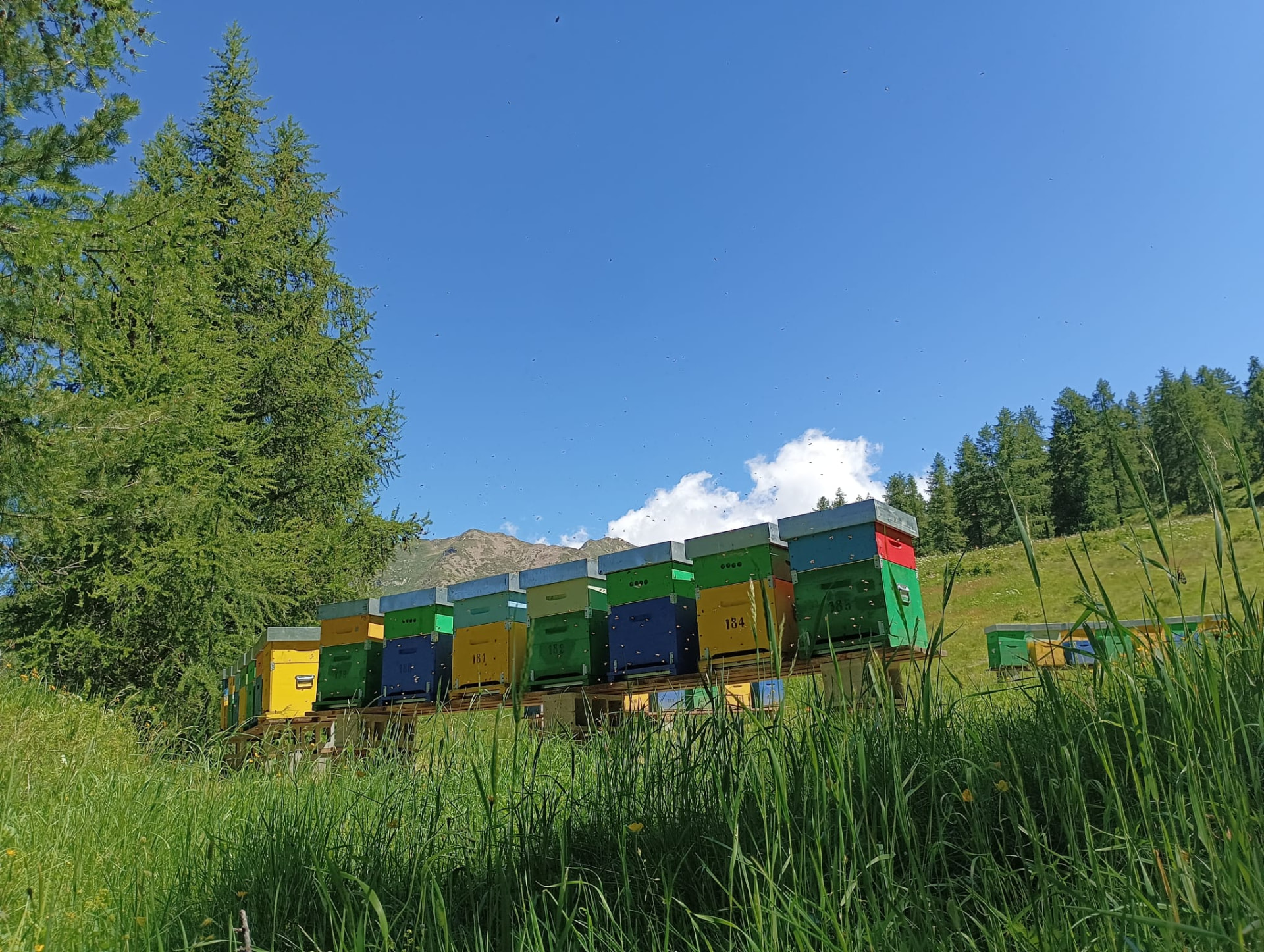 Arnie colorate in alpeggio di montagna