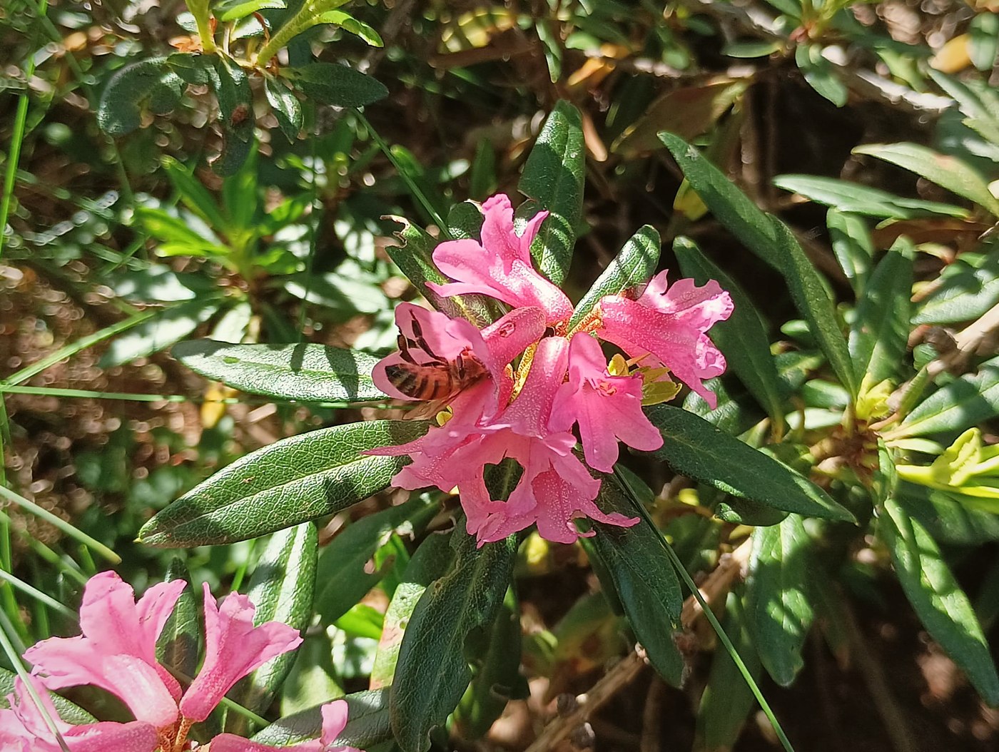 Ape che entra nella corolla di un rododendro in fiore